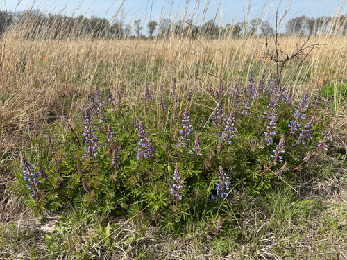 iNaturalist observation photo of Sundial Lupine