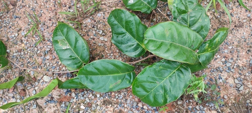 Passiflora jussieui