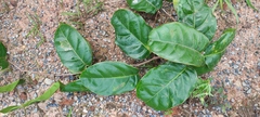 Passiflora jussieui