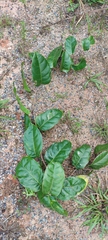 Passiflora jussieui, photograph fmunoz, CC BY, iNaturalist via GBIF