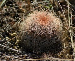 Echinocereus reichenbachii baileyi