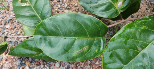 Passiflora jussieui, photograph 2