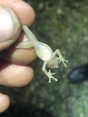 Pristimantis martiae