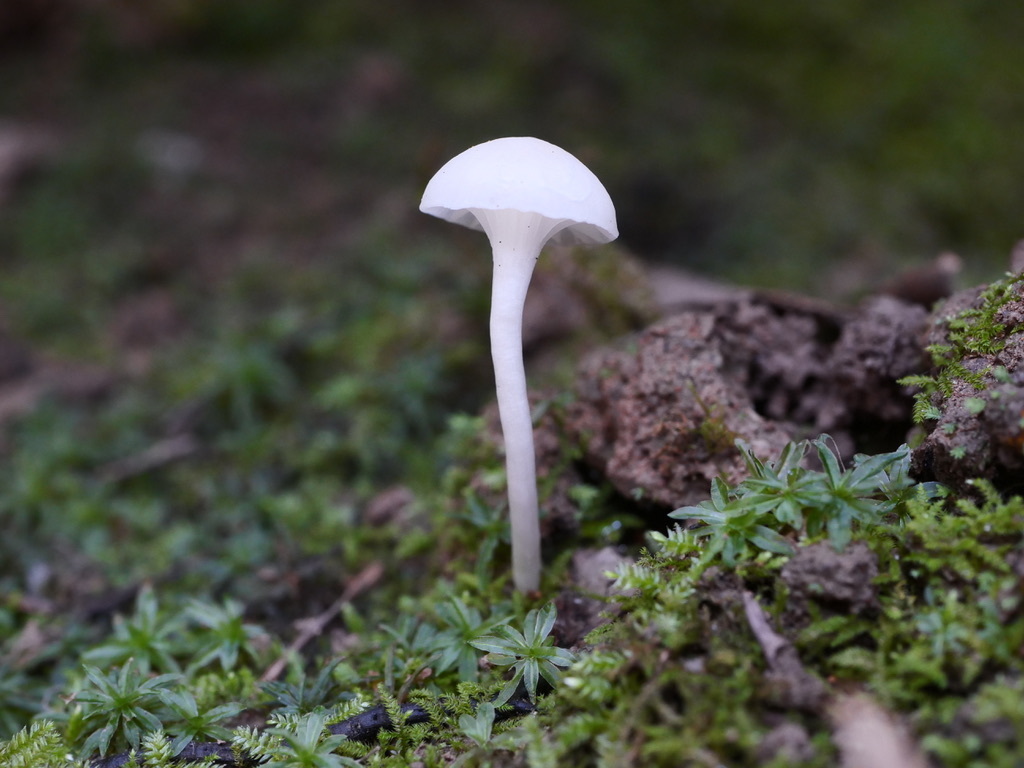 Cuphophyllus russocoriaceus · December 2025 · photo: © caseyhh (iNaturalist, cc0)