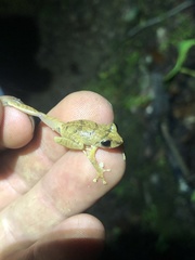 Pristimantis martiae