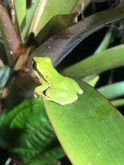 Pristimantis acuminatus