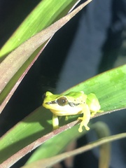 Pristimantis acuminatus