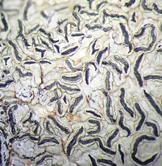 Platygramme mucronata