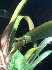 Pristimantis acuminatus