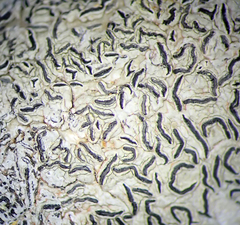 Platygramme mucronata