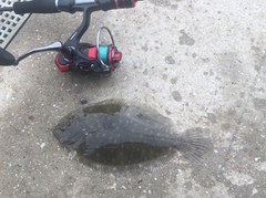 Pseudorhombus arsius