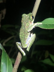 Osteocephalus buckleyi