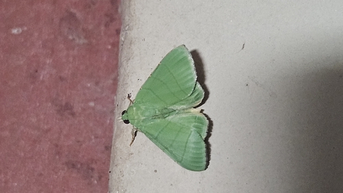 Eulepidotis croceipars