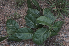 Passiflora jussieui, photograph fmunoz, CC BY, iNaturalist via GBIF