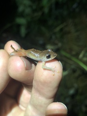 Pristimantis librarius