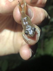 Pristimantis librarius