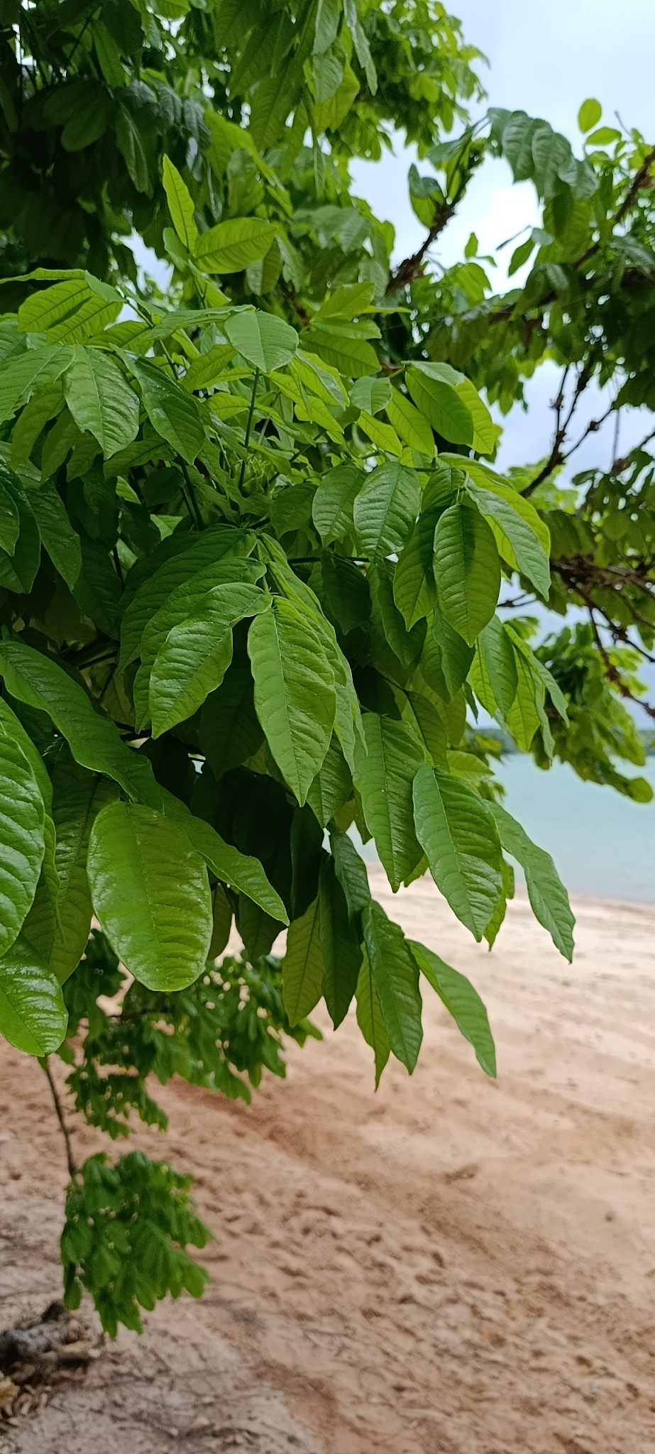 Andira anthelmia