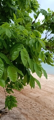 Andira anthelmia