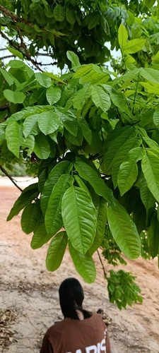 Andira anthelmia, photograph 1