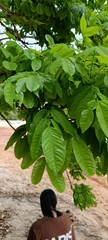 Marcio Santos Ferreira, CC BY, iNaturalist via GBIF Andira anthelmia, photograph Marcio Santos Ferreira, CC BY, iNaturalist via GBIF