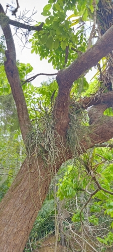 Andira anthelmia, photograph 3
