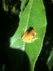 Dendropsophus bifurcus