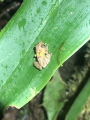 Pristimantis prolatus