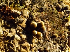 Mammillaria spinosissima tepoxtlana