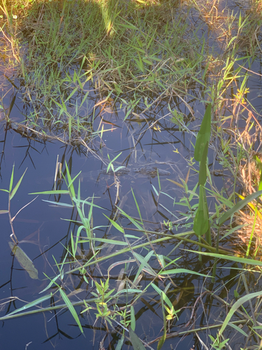 iNaturalist observation photo of American Alligator