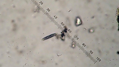 Platygramme mucronata