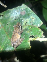 Pristimantis prolatus