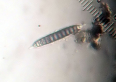 Platygramme mucronata