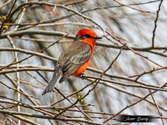 Pyrocephalus rubinus