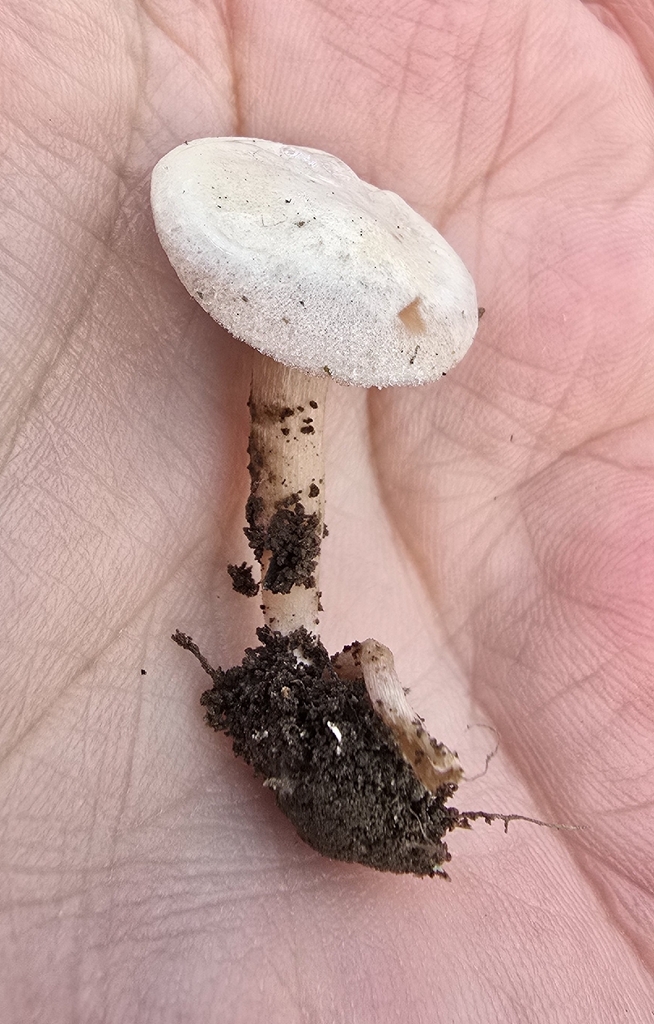 Clitocybe sp. 'rivulosa-PNW07' · December 2025 · photo: © leannestacy (iNaturalist, cc0)
