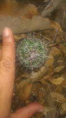 Coryphantha clavata clavata
