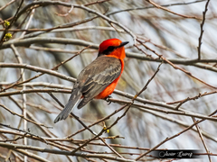 Pyrocephalus rubinus