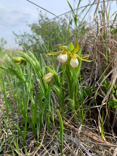 iNaturalist observation photo of small white lady's-slipper
