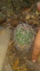 Coryphantha clavata clavata