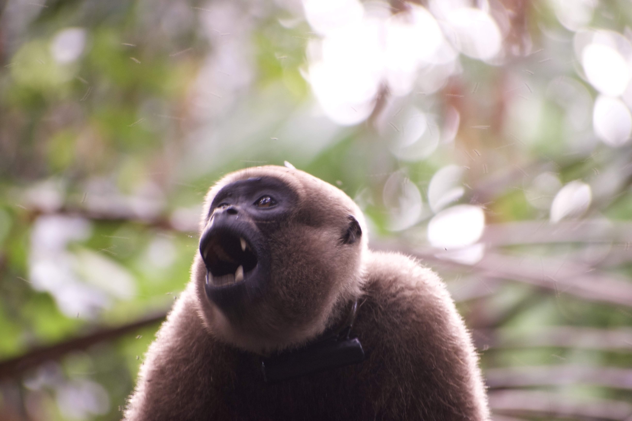 Poeppig's Woolly Monkey (Subspecies Lagothrix lagothricha poeppigii) ·  iNaturalist Guatemala