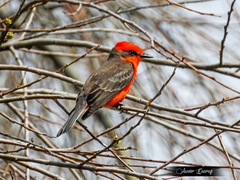 Pyrocephalus rubinus