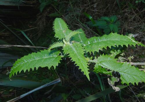 Urtica ferox G.Forst.