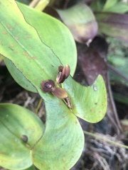 Pleurothallis cordata
