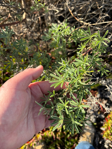 iNaturalist observation photo of coastal bush lupine