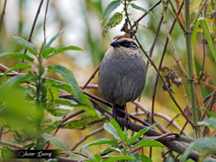 Oriturus superciliosus