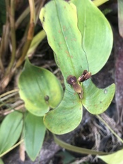 Pleurothallis cordata