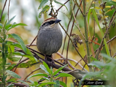 Oriturus superciliosus
