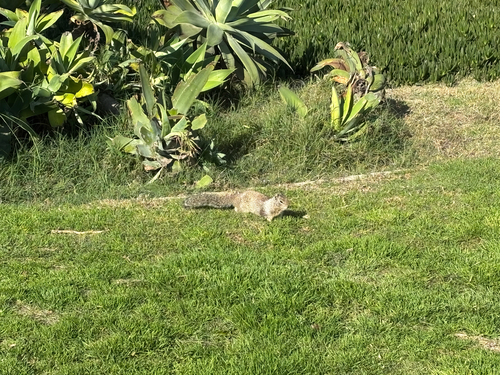 iNaturalist observation photo of California Ground Squirrel
