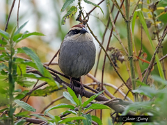 Oriturus superciliosus