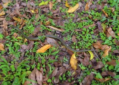 Helicops carinicaudus