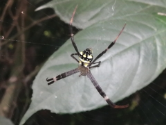 Argiope intricata